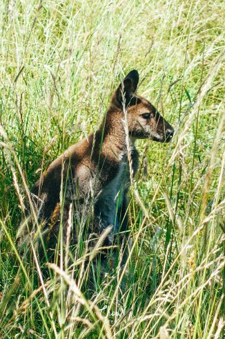 Domaine AbracadaRoom : Wallaby de Benett'on - Image 7