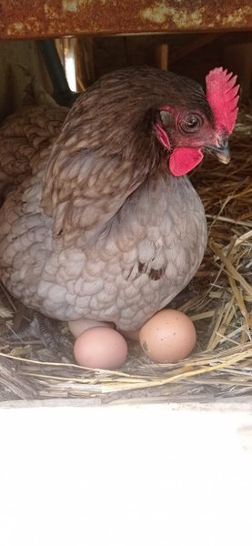 Domaine AbracadaRoom : La terre du milieu - Image 4