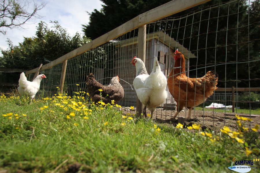 Domaine AbracadaRoom : Camping de l’Étang du Pays Blanc - Image 16