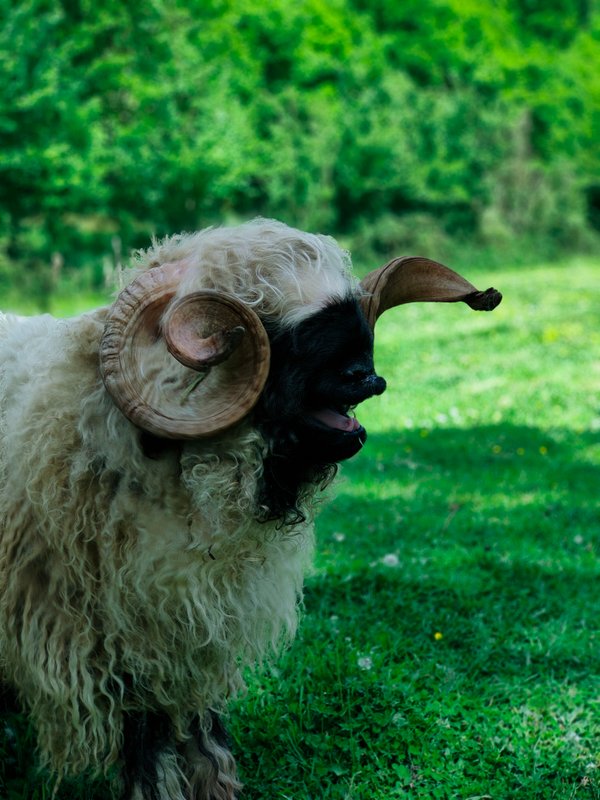 Le Petit Nid du Pré, au cœur de la Suisse Normande à Saint Remy (17)