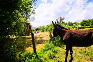Roulotte Saône-et-Loire