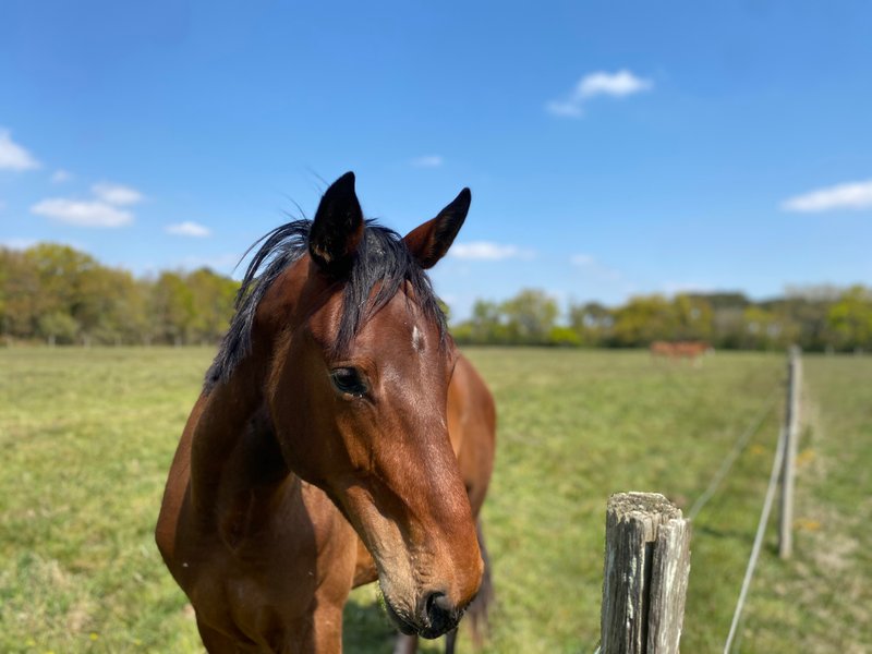 Domaine AbracadaRoom : Gîtes de la belle étoile - Image 3