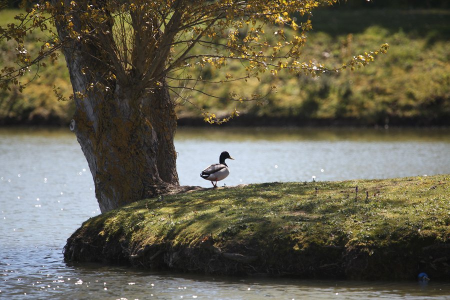 Hébergement AbracadaRoom : Jungle Dôme - Image 7