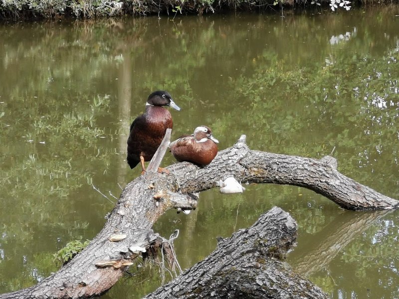 Domaine AbracadaRoom : La Noé verte - Image 10