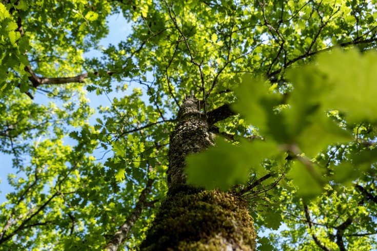 Hébergement AbracadaRoom : Bamburi, dans les bois - Image 10
