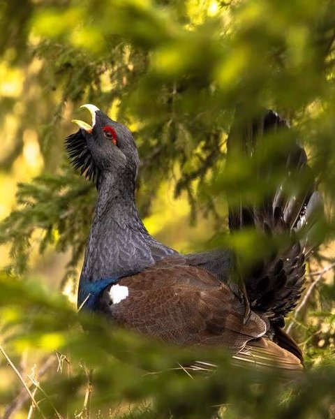 Domaine AbracadaRoom : Les Logettes de Caroline - Image 68