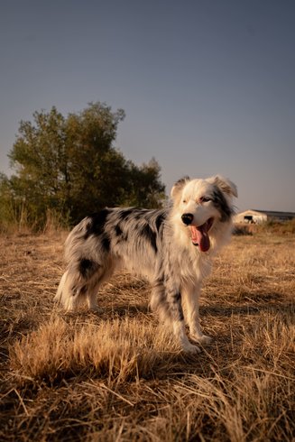 Hébergement AbracadaRoom : Homnest - Tiny house dans l'Allier - Cheval - Image 26