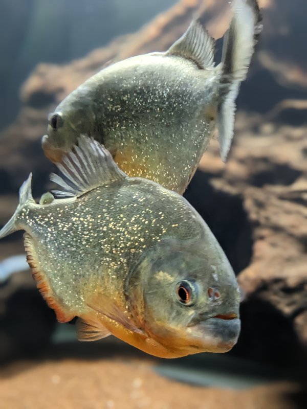 Nuit insolite avec Spa, sauna et jardin privatifs immersion en AMAZONIE à Le Passage D'agen (16)