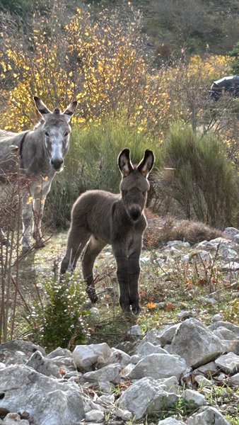 Le Dôme étoilé & Spa : Dôme en Provence-Alpes-Côte d'Azur