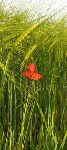 Domaine AbracadaRoom : Les Cottages de Sarrant - Image 7