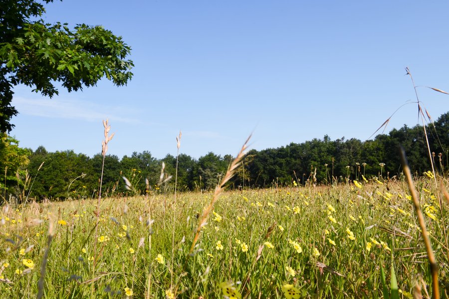 Domaine AbracadaRoom : Airial des Monges - Image 4