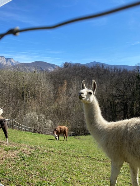 Domaine AbracadaRoom : Homnest (Saint-André) - Image 2