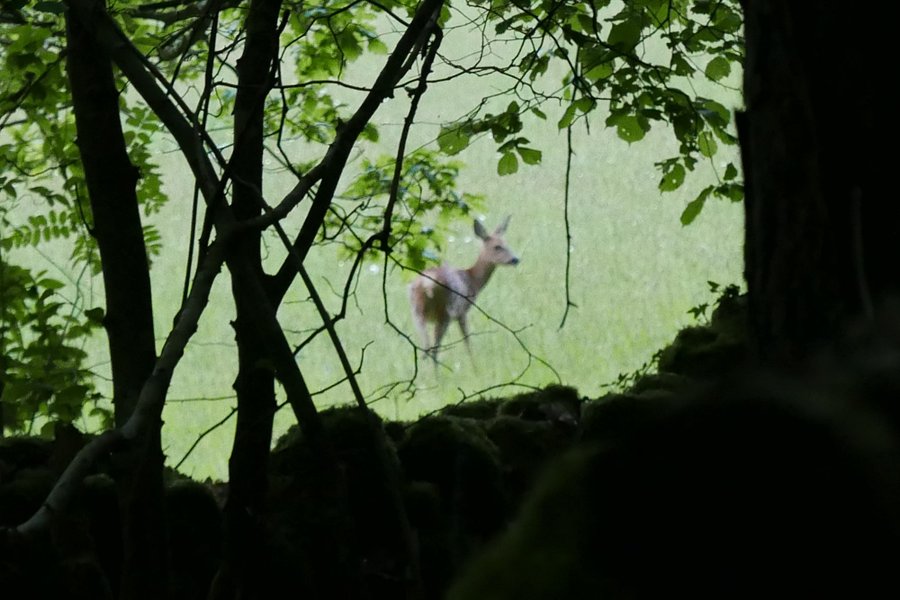 La Roulotte de Coco & Spa — photo 2