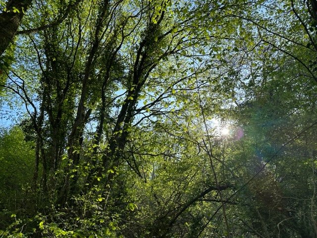 Domaine AbracadaRoom : Paley de l'éden - Image 13