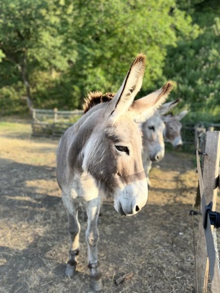 Domaine AbracadaRoom : Maison d'hôtes de la Santon - Image 21