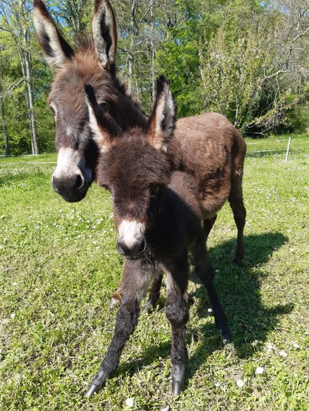 Domaine AbracadaRoom : Domaine Jean-Got - Image 20