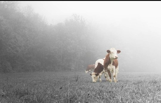 Domaine AbracadaRoom : Les Logettes de Caroline - Image 20