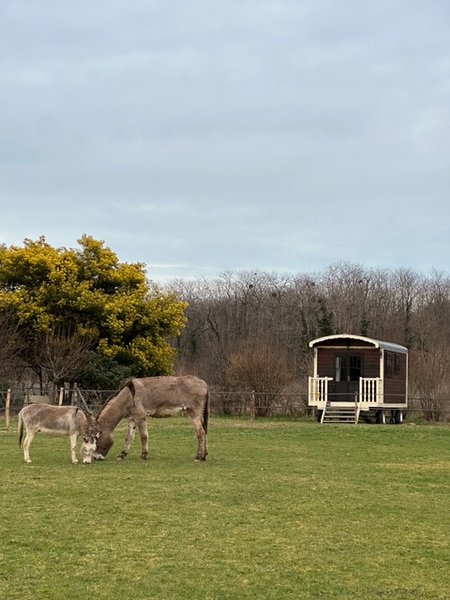 Domaine AbracadaRoom : Les roulottes des amis de Wonky - Image 6