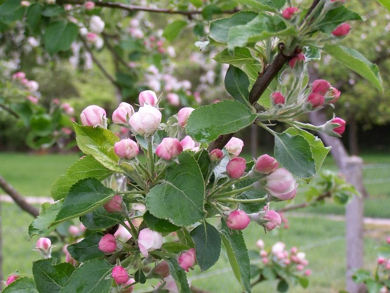 Domaine AbracadaRoom : Le Clos de la Risle - Image 7