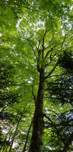 Domaine AbracadaRoom : Hêtre en Forez - Image 6