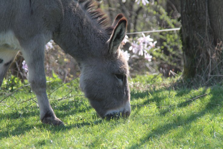 Hébergement AbracadaRoom : KotaPeacock - Image 8