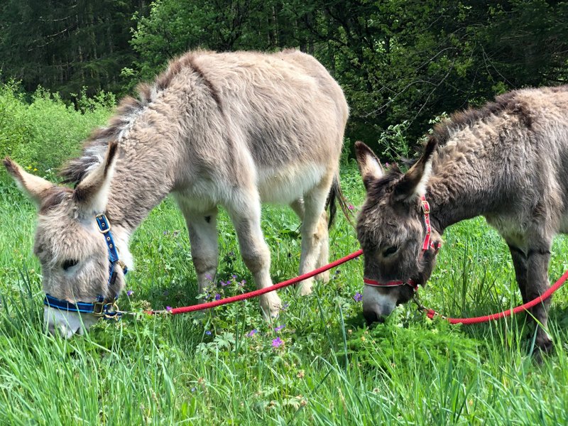 Hébergement AbracadaRoom : Dôme au milieu des Alpagas - Image 38