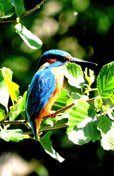 Domaine AbracadaRoom : La Cabane en Champagne - Image 5
