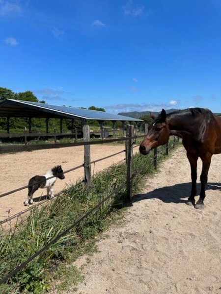 Domaine AbracadaRoom : Haras de Tesa - Image 9