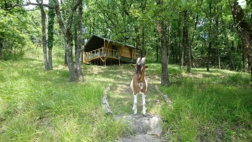 Hébergement AbracadaRoom : Shimoni, dans les bois - Image 14